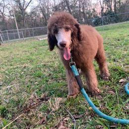 CINNAMON - Brown Poodle puppy in Lakeland, Florida from Elaine's Poodles