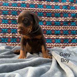 Grey Boy - Red and rust male Doberman Pinscher puppy in Knox, Indiana from Double River Dobermans
