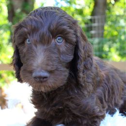 Hope - Grey collar - Chocolate female Labradoodle puppy in Grants Pass, Oregon from Oregon Valley Pups