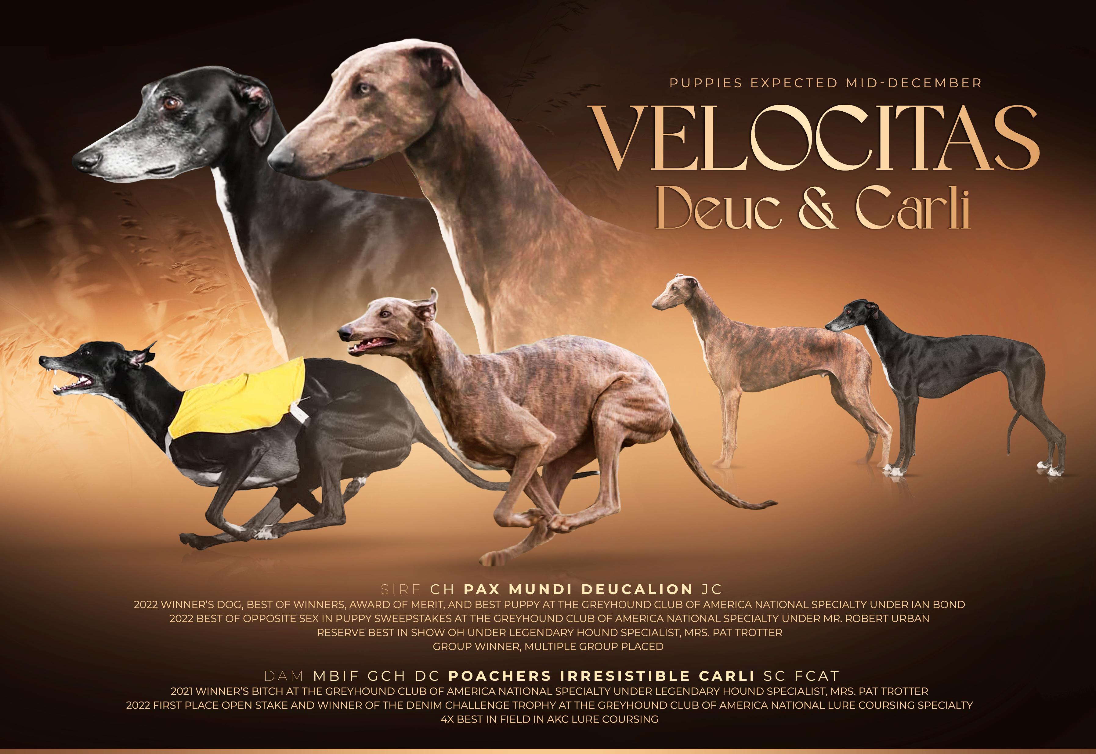 Velocitas Greyhounds in Missouri Greyhound puppies Good Dog