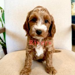 Rivers - Red  male Goldendoodle puppy in Glendale, Arizona from Follow Your Bliss Doodles
