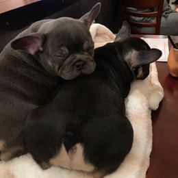 French Bulldog Puppies from Franklee Frenchies