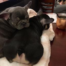 French Bulldog Puppies from Franklee Frenchies
