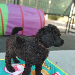 Poodle Puppies from Canterland Farm