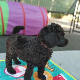 Poodle Puppies from Canterland Farm