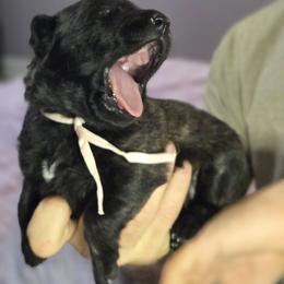 Light Pink Collar Female - Gold brindle female Dutch Shepherd puppy in Dallas, Georgia from Bluestone Creek Dutch Shepherds