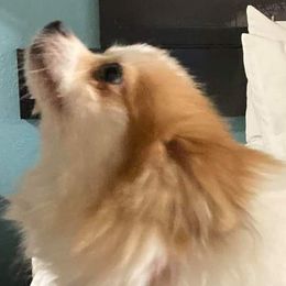 Pomeranians from Francene Giraud's Pomeranians