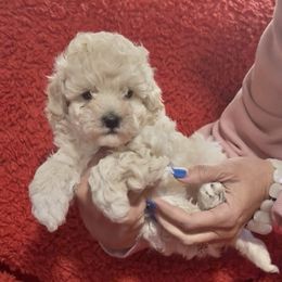 AKC girl Miska 2200 NATURAL TAIL smallest - Apricot female Poodle puppy in Cartersville, Georgia from Alpha Tiny Paws