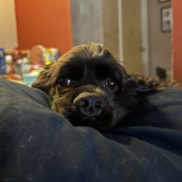 Cocker Spaniel All Grown Up from Once Upon a Time Cockers