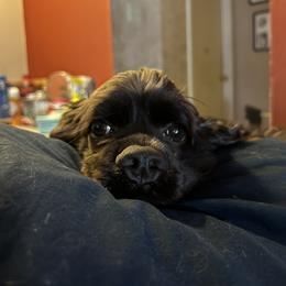 Cocker Spaniel All Grown Up from Once Upon a Time Cockers