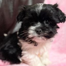 Ember - Chocolate female Havanese puppy in Lancaster, South Carolina from 3 Bs Havanese-PUPPIES with  PURPOSE