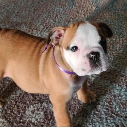 Bulldogs from Ga elite English bulldogs
