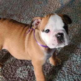Bulldogs from Ga elite English bulldogs
