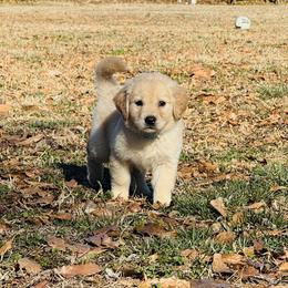 Girl - Golden female Golden Retriever puppy in Harrisburg, North Carolina from Bunn Ranch Goldens & Bernese