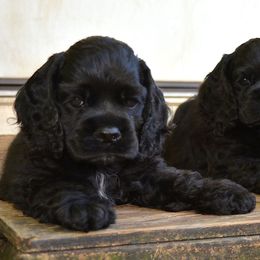 Cocker Spaniels from Ardee's