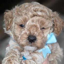 Donatello - Brown male Bernedoodle puppy in Vernon, Texas from Sugarland's Texas Goldendoodles