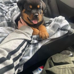 Rottweiler and Yorkshire Terrier Puppies from Superior Family Kennels