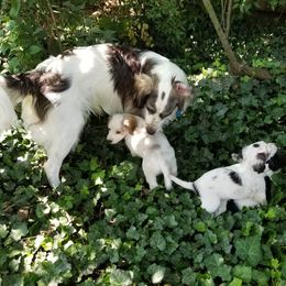 Companion Cross Puppies from Mandala Dogs
