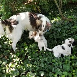 Companion Cross Puppies from Mandala Dogs