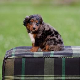 Marsh-a - Blue merle female Bernedoodle puppy in Denham Springs, Louisiana from GimiPup Doodles