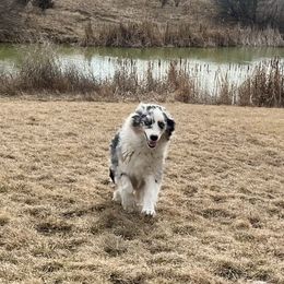 June - Australian Shepherd