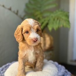 Crypto - Apricot male Australian Labradoodle puppy in Morgan Hill, California from Loving Labradoodle