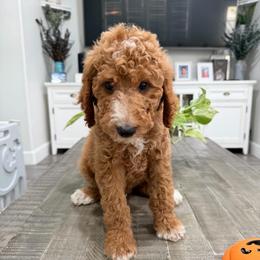 Grey - Apricot male Goldendoodle puppy in Bakersfield, California from Lavish Doodles