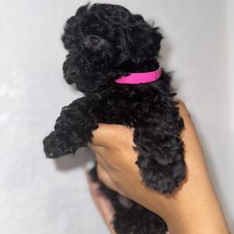 Poodle and Yorkshire Terrier Puppies from Cotton Furbabies