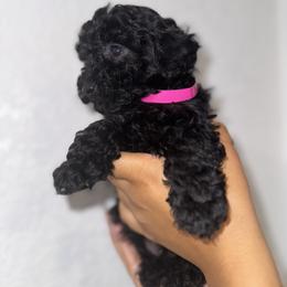 Poodle and Yorkshire Terrier Puppies from Cotton Furbabies