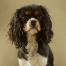 Cavalier King Charles Spaniels from Witzel Cavaliers