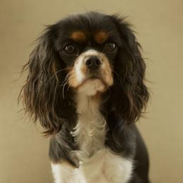 Cavalier King Charles Spaniels from Witzel Cavaliers
