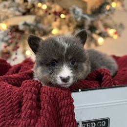 Full fluffy-Victor - Blue male Pembroke Welsh Corgi puppy in Paradise, Texas from Bar S Corgis