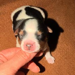 Zorro - Black tan and white male Biewer Terrier puppy in Stockbridge, Georgia from Jenn’s Georgia Morkies and Biewer Terriers