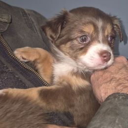 Rhett - Red tri male Toy Australian Shepherd puppy in Madisonville, Tennessee from LaRose Farm & Kennels