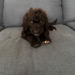 Shandy - Black female Bordoodle puppy in Indianapolis, Indiana from Indiana Bordoodles