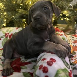 Cupid - Gray female Cane Corso puppy in Lititz, Pennsylvania from Lititz Cane Corsos
