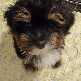 Princess - Black and white female Havanese puppy in Tarrant County, Texas from Jerico Havanese