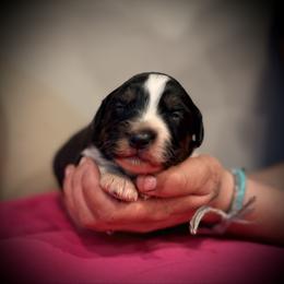 Joleen - Black tri female Miniature Australian Shepherd puppy in North Lakeport, California from Wild Rose Ranch