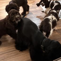 Cocker Spaniel Puppies from Anastasia Knight's Cocker Spaniels