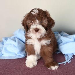 Aussiedoodle Puppies from Frenchie LOVE and Doodles