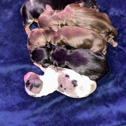 Dachshund Puppies from JnA Dachshunds