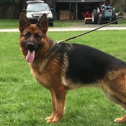 Callie - German Shepherd
