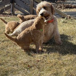 Goldendoodle Puppies from Loving Hearts Goldendoodles