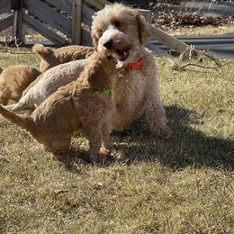 Goldendoodle Puppies from Loving Hearts Goldendoodles