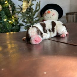 Boy 2 - Liver white and tan male English Springer Spaniel puppy in Wilmer, Alabama from Southbend Springers