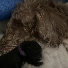 Remi - Labradoodle