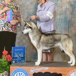 Marie - Siberian Husky