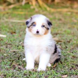 Pecan - Blue merle female Australian Shepherd puppy in Belton, Texas from Brilliant Beautiful Australian Shepherds