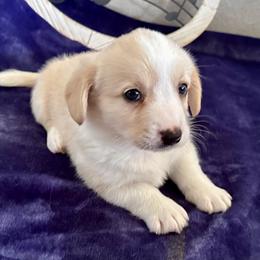 Lee - Red and white male Cardigan Welsh Corgi puppy in Princeton, Texas from Fable Cardigan Welsh Corgis