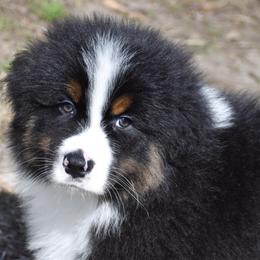 Piedmont - Black tri-color male Australian Shepherd puppy in Easton, Missouri from MMA Kennel